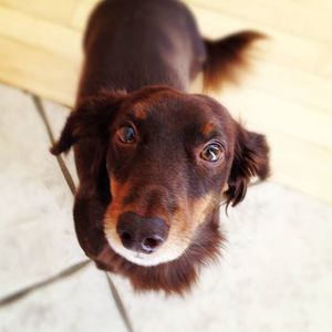 Meet your Posher, Toby